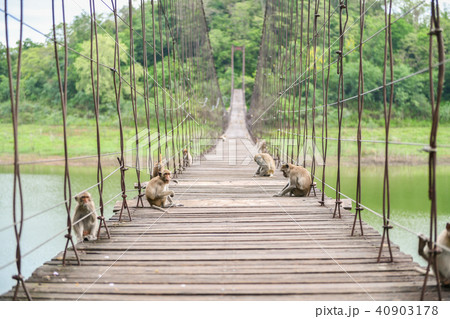 Monkeys sitting on wooden Suspension bridge 40903178