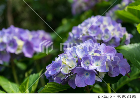 紫陽花 紫陽花 40903199