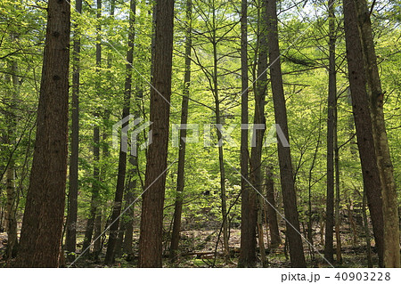 みずがき山自然公園北側の林道のミズナラ、ブナ新緑 40903228