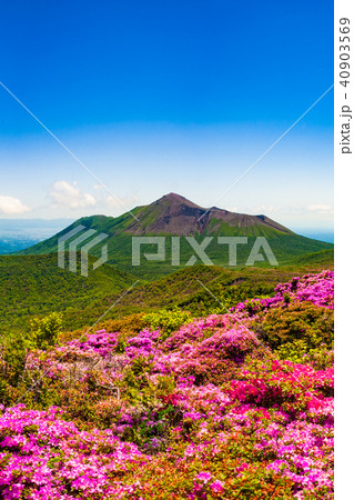 満開のミヤマキリシマと新緑 霧島ジオパーク 40903569