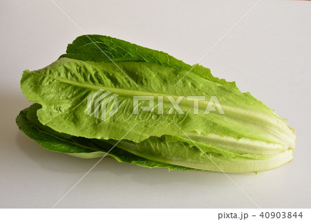 ロメインレタス ロメインレタス 40903844