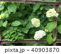 雨上がりの紫陽花 40903870