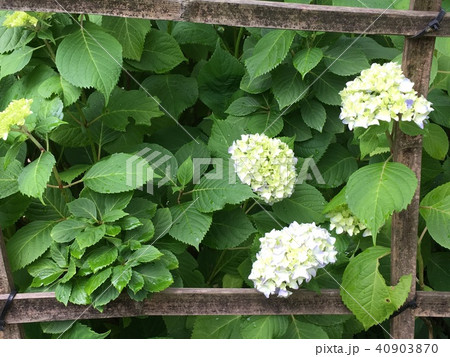 雨上がりの紫陽花 雨上がりの紫陽花 40903870