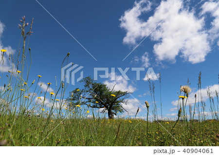 特別史跡常陸国分尼寺跡  石岡市歴史シリーズ 特別史跡常陸国分尼寺跡  石岡市歴史シリーズ 40904061