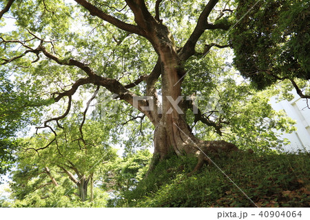 府中城の土塁   石岡市歴史シリーズ 40904064
