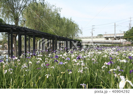 水郷潮来あやめまつり 水郷潮来あやめまつり 40904292