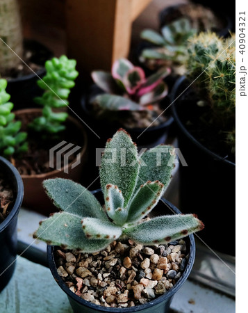 Kalanchoe tomentosa, succulent on pot Kalanchoe tomentosa, succulent on pot 40904321