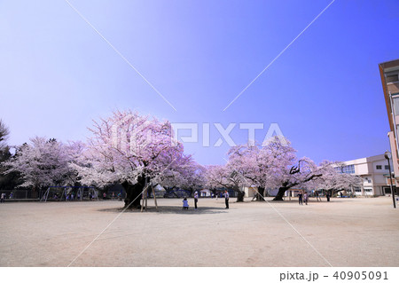 真鍋の桜01 40905091