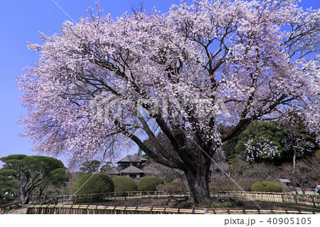 偕楽園の左近の桜02 偕楽園の左近の桜02 40905105