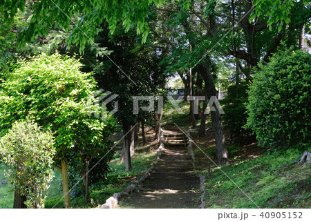 新緑の船橋市、小室北公園 新緑の船橋市、小室北公園 40905152