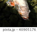 庭園の池で泳ぐ鯉 40905176