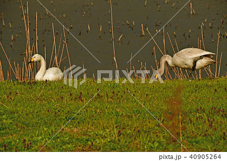 瓢湖の春 40905264
