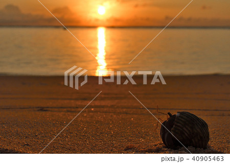 夕日に染まるムラサキオカヤドカリ 夕日に染まるムラサキオカヤドカリ 40905463