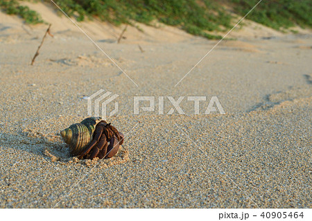 ビーチを歩くムラサキオカヤドカリ 40905464