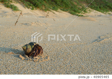 ビーチを歩くムラサキオカヤドカリ 40905465
