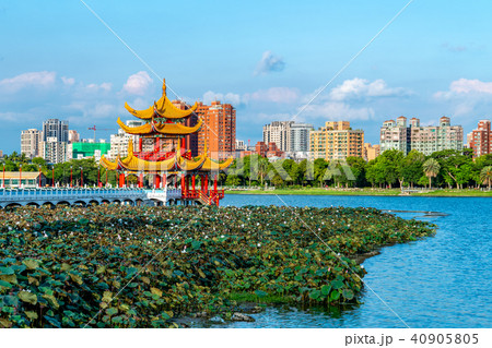 ハス スイレン 蓮 40905805