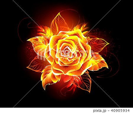 Blooming fire rose Blooming fire rose 40905934