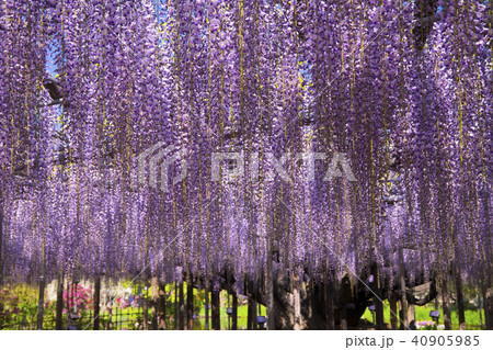 満開の藤の花 40905985