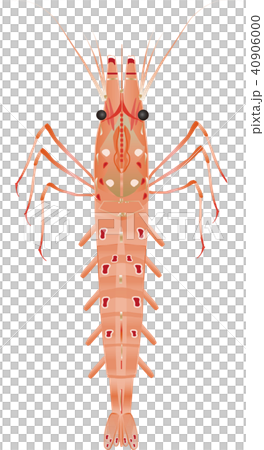 Button shrimp - Stock Illustration [40906000] - PIXTA