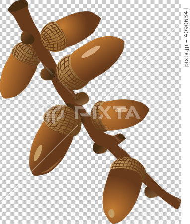 橡子 橡子 40906341