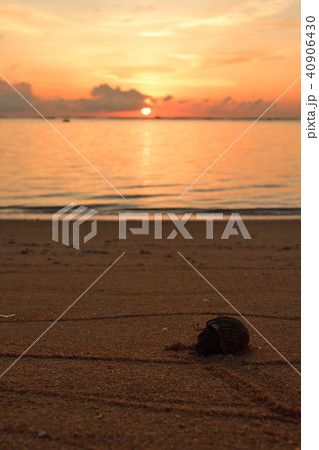 夕日とオカヤドカリ 40906430