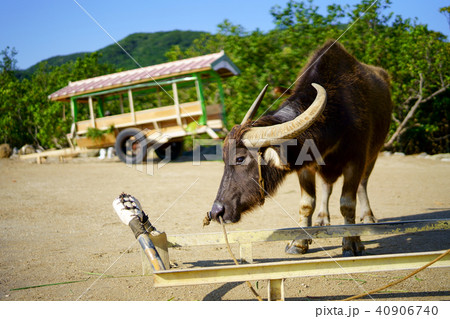 由布島の水牛 由布島の水牛 40906740