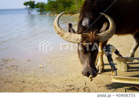 由布島の水牛 由布島の水牛 40906755
