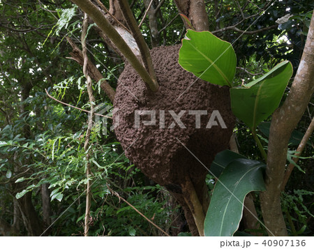 タカサゴシロアリの巣 40907136