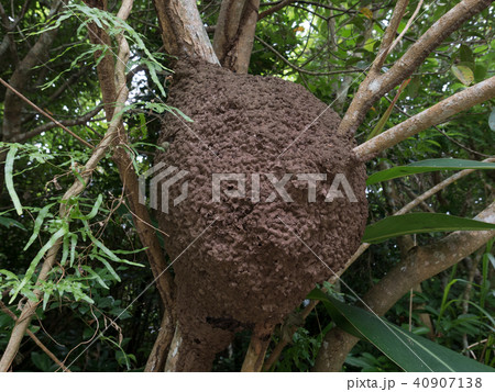 タカサゴシロアリの巣 40907138