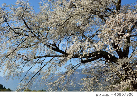 青空と南アルプスを背景に古い桜の花咲く 青空と南アルプスを背景に古い桜の花咲く 40907900