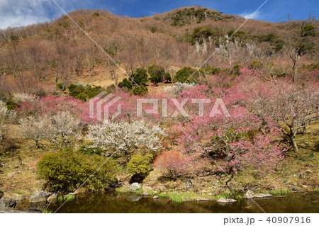 湯河原幕山公園 湯河原幕山公園 40907916
