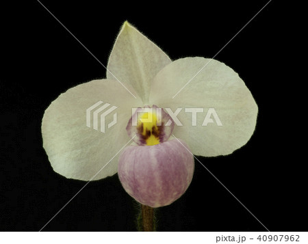 原種洋ラン Paphiopedilum delenatiiの花 40907962