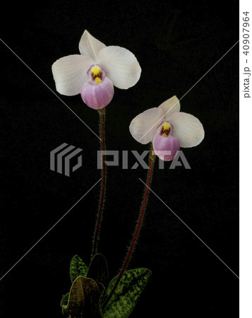 原種洋ラン Paphiopedilum delenatiiの花 原種洋ラン Paphiopedilum delenatiiの花 40907964
