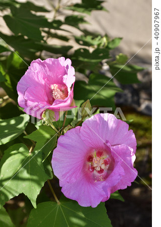 天龍寺 芙蓉 天龍寺 芙蓉 40907967