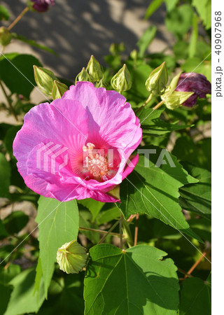 天龍寺 芙蓉 天龍寺 芙蓉 40907968