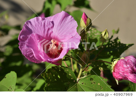 天龍寺 芙蓉 天龍寺 芙蓉 40907969