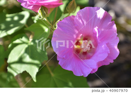 天龍寺　芙蓉 40907970