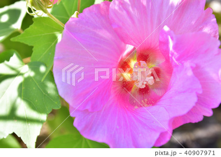 天龍寺 芙蓉 天龍寺 芙蓉 40907971