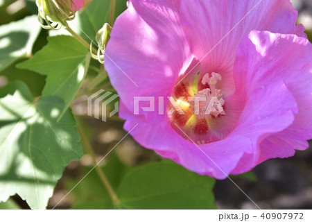 天龍寺 芙蓉 天龍寺 芙蓉 40907972