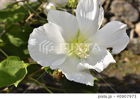 天龍寺 芙蓉 天龍寺 芙蓉 40907973