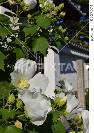 天龍寺塔頭寺院 慈済院 水摺福壽大弁財天 芙蓉 天龍寺塔頭寺院 慈済院 水摺福壽大弁財天 芙蓉 40907974