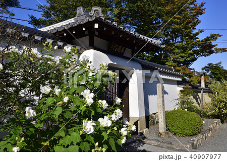 天龍寺塔頭寺院　慈済院　水摺福壽大弁財天　芙蓉 40907977