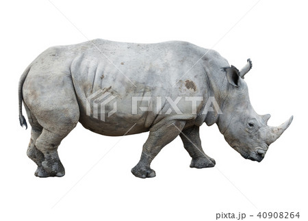 big rhinoceros isolated 40908264