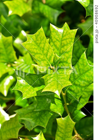 ヒイラギモチ（柊黐） 40908692