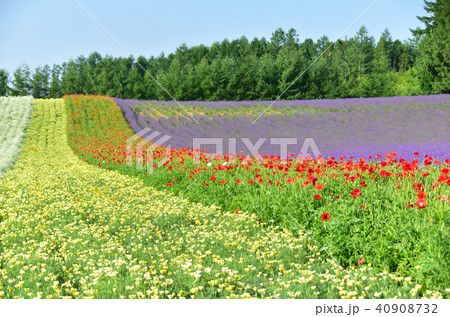 彩りの畑 彩りの畑 40908732