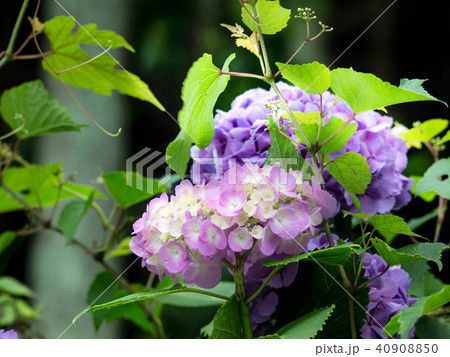 あじさい 40908850