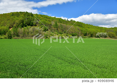 北海道厚沢部町鶉地区の春まき小麦が育ってきた初夏の麦畑の風景を撮影 北海道厚沢部町鶉地区の春まき小麦が育ってきた初夏の麦畑の風景を撮影 40908946