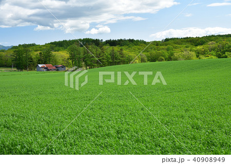 北海道厚沢部町鶉地区の春まき小麦が育ってきた初夏の麦畑の風景を撮影 40908949