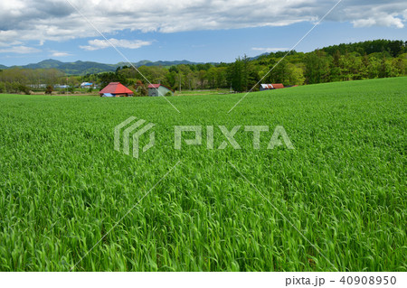北海道厚沢部町鶉地区の春まき小麦が育ってきた初夏の麦畑の風景を撮影 40908950