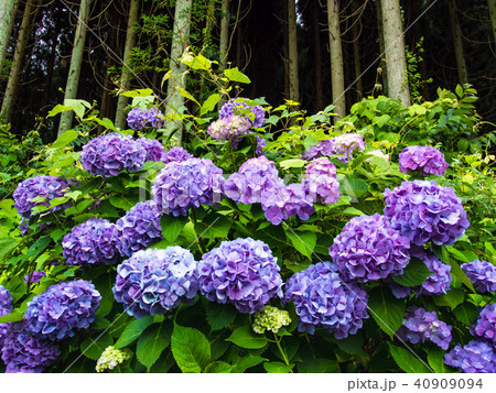 和あじさい 和あじさい 40909094